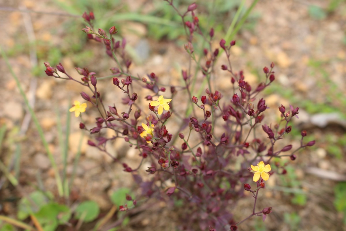 Hypericum japonicum Thunb.